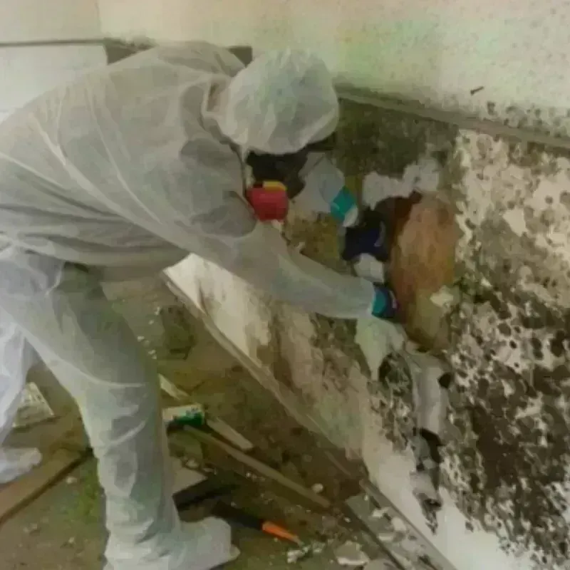 Mold Remediation and Removal in Placer County, CA